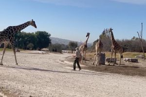 La jirafa Benito conoce a su nueva familia dentro de Africam Safari