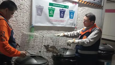 ¡No era un gato! Rescatan cacomixtle que estaba perdido en el Metro