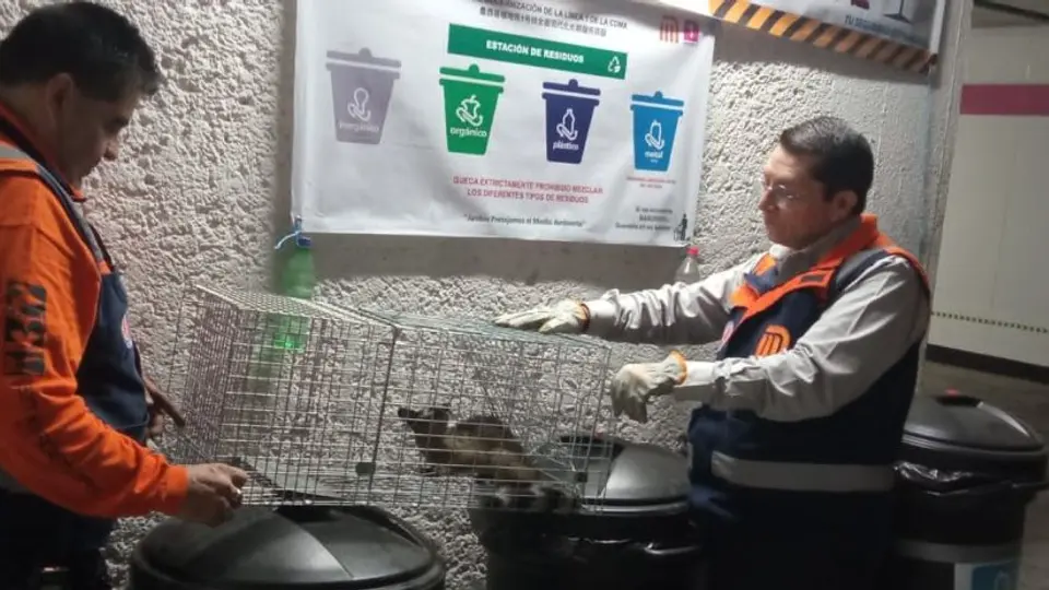 ¡No era un gato! Rescatan cacomixtle que estaba perdido en el Metro