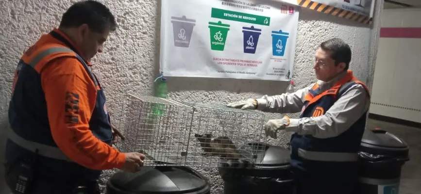 ¡No era un gato! Rescatan cacomixtle que estaba perdido en el Metro