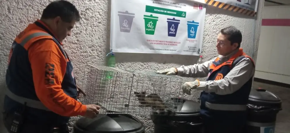 ¡No era un gato! Rescatan cacomixtle que estaba perdido en el Metro