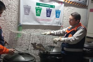 ¡No era un gato! Rescatan cacomixtle que estaba perdido en el Metro