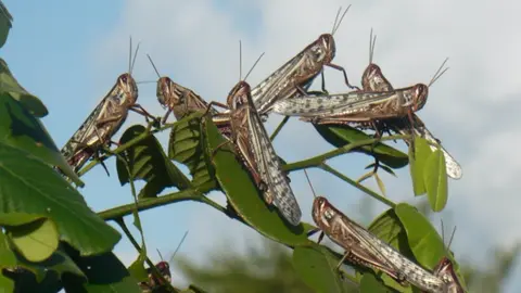 ¡Alerta! Hay plaga de langostas centroamericanas en el Estado de México