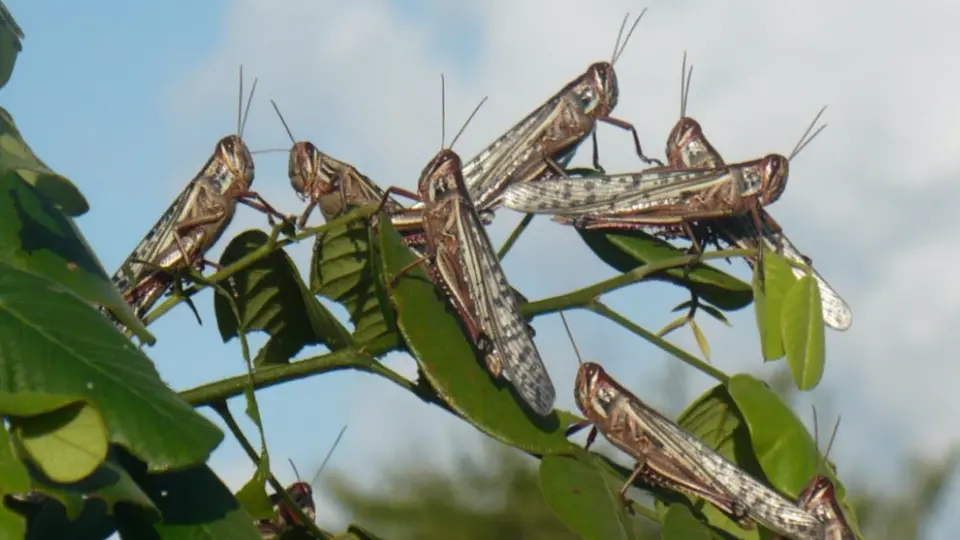 ¡Alerta! Hay plaga de langostas centroamericanas en el Estado de México