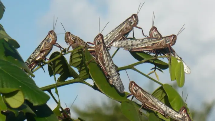 ¡Alerta! Hay plaga de langostas centroamericanas en el Estado de México