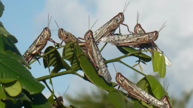 ¡Alerta! Hay plaga de langostas centroamericanas en el Estado de México