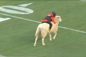 Broncos de Denver y la experiencia de montar un cordero durante el medio tiempo