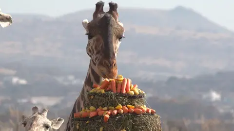 ¿Cómo reconocer a Benito entre las demás jirafas de Africam Safari? Te decimos cómo