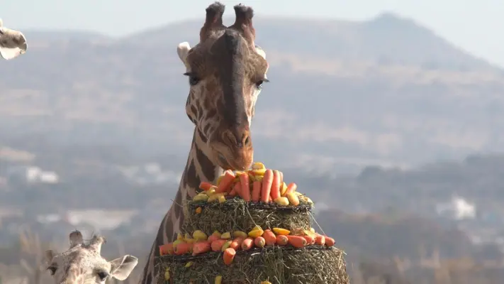 ¿Cómo reconocer a Benito entre las demás jirafas de Africam Safari? Te decimos cómo