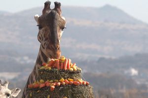 ¿Cómo reconocer a Benito entre las demás jirafas de Africam Safari? Te decimos cómo