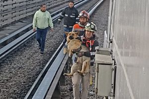 Rescatan lomito en el Metro ¡Conoce la historia!