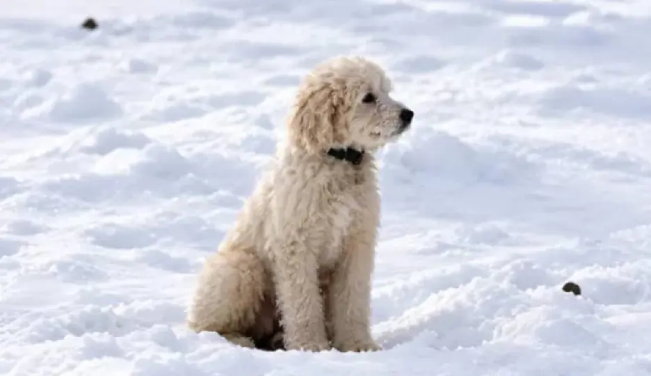 Una avalancha arrastró a dos montañistas y provocó la desaparición de la perrita / RRSS