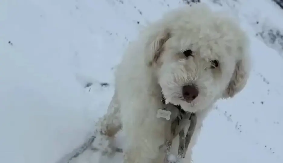 Un Apple AirTag ayudó a orientar los esfuerzos para localizar a la perrita / Captura de pantalla