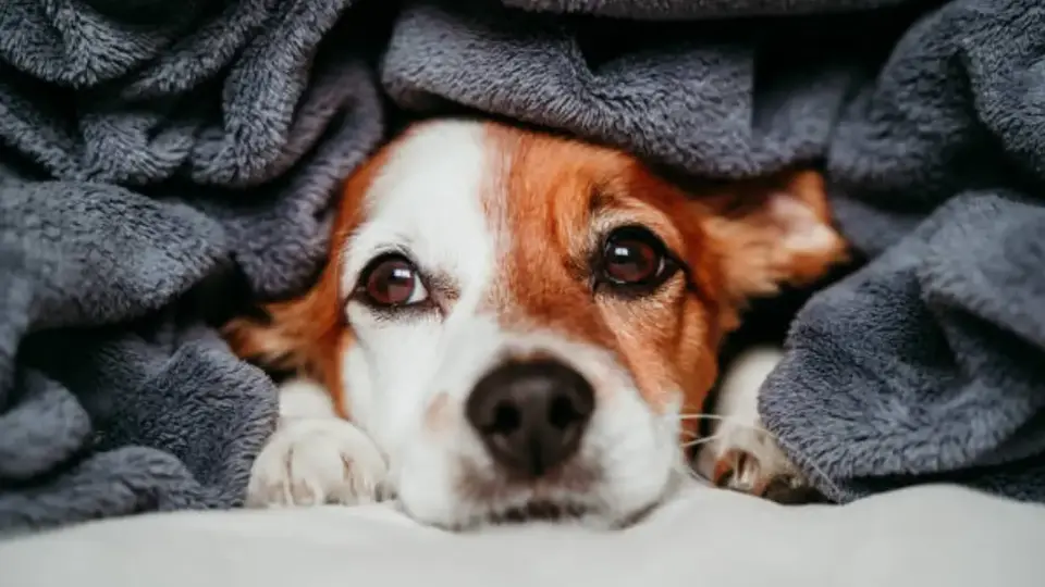 Así puedes cuidar a tu perrito del frío y mantenerlo feliz este invierno