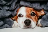 Así puedes cuidar a tu perrito del frío y mantenerlo feliz este invierno