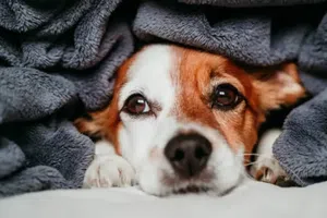 Así puedes cuidar a tu perrito del frío y mantenerlo feliz este invierno