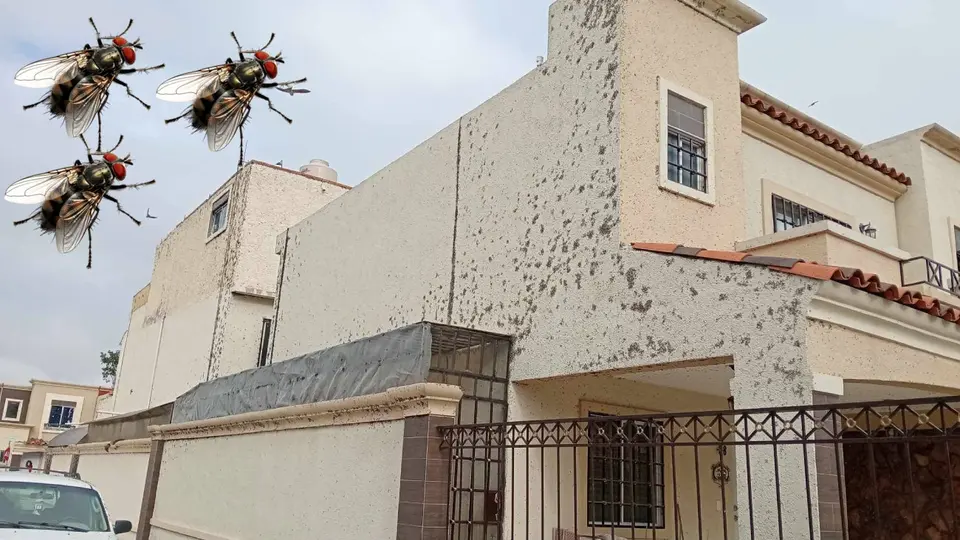 VIDEO: Moscas invaden casas en Hidalgo: causas, riesgos y qué harán las autoridades
