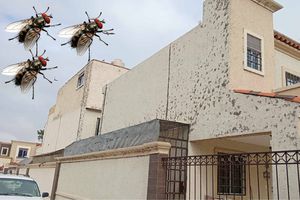 VIDEO: Moscas invaden casas en Hidalgo: causas, riesgos y qué harán las autoridades