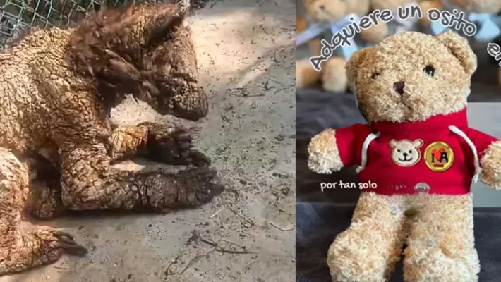 Mina, la osa rescatada de La Pastora, tendrá su propio peluche con causa