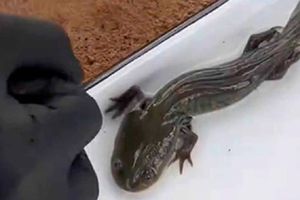 UNAM confirma en Querétaro al ajolote del Altiplano tras 15 años sin registros