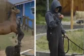 VIDEO: Sergio Mayer Mori sufre accidente con un caballo en La Granja VIP