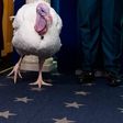 Thanksgiving 2025: ¿Por qué Donald Trump indultó a dos pavos?