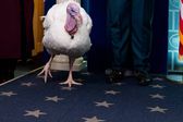 Thanksgiving 2025: ¿Por qué Donald Trump indultó a dos pavos?