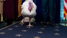 Thanksgiving 2025: ¿Por qué Donald Trump indultó a dos pavos?
