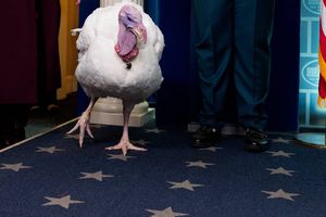 Thanksgiving 2025: ¿Por qué Donald Trump indultó a dos pavos?