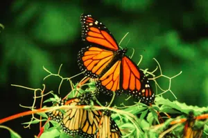 Google celebra la llegada de la mariposa monarca con un Doodle especial en México