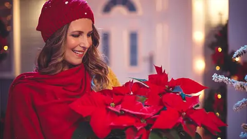¿Cuál es el significado de la Nochebuena, la flor de Navidad en México?