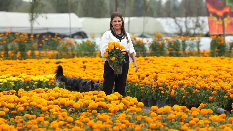 CDMX rompe récord en producción de flor de cempasúchil: 6.3 millones de plantas para Día de Muertos