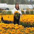 CDMX rompe récord en producción de flor de cempasúchil: 6.3 millones de plantas para Día de Muertos