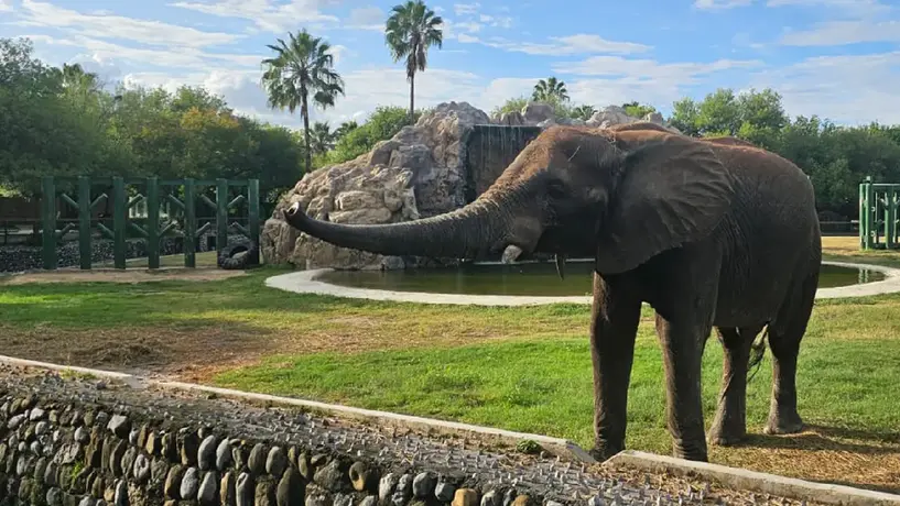 Profepa levanta clausura del Zoológico La Pastora tras caso de la osa “Mina”