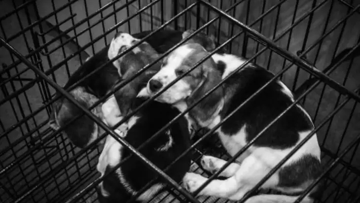 CDMX prohíbe exhibir perros y gatos en jaulas o vitrinas para proteger su bienestar