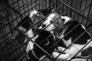 CDMX prohíbe exhibir perros y gatos en jaulas o vitrinas para proteger su bienestar