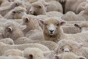 La Universidad Autónoma Metropolitana (UAM) logra la primera clonación de un borrego en México