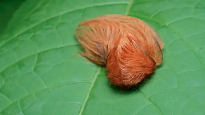 Oruga peluche en Jalisco: todo sobre su veneno y riesgo para la salud