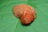 Oruga peluche en Jalisco: todo sobre su veneno y riesgo para la salud