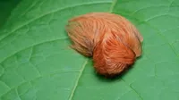 Oruga peluche en Jalisco: todo sobre su veneno y riesgo para la salud