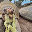 Muere Gramma, la tortuga gigante de Galápagos más longeva del Zoológico de San Diego