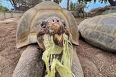 Muere Gramma, la tortuga gigante de Galápagos más longeva del Zoológico de San Diego