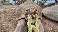 Muere Gramma, la tortuga gigante de Galápagos más longeva del Zoológico de San Diego