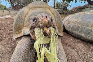 Muere Gramma, la tortuga gigante de Galápagos más longeva del Zoológico de San Diego