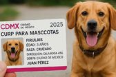 CURP para mascotas: ¿Fecha límite para tramitarla en 2025 y multa en CDMX?