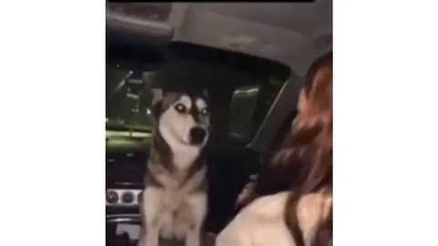 UPN Chihuahua expulsa a alumna tras video de maltrato animal; emborracharon a perrita callejera