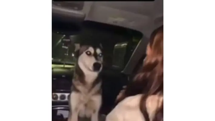 UPN Chihuahua expulsa a alumna tras video de maltrato animal; emborracharon a perrita callejera