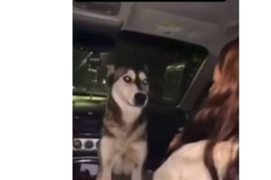 UPN Chihuahua expulsa a alumna tras video de maltrato animal; emborracharon a perrita callejera