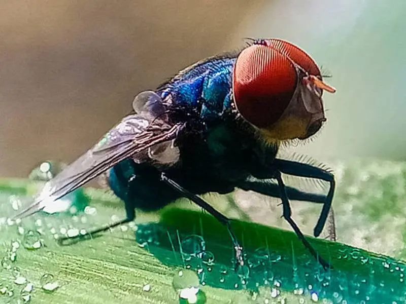 El gusano barrenador es causado por la mosca Cochliomyia hominivorax. / iStock