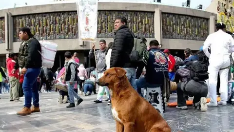 CDMX activa el ‘Perrito Peregrino 2025’: así protegerán a los lomitos de ser abandonados